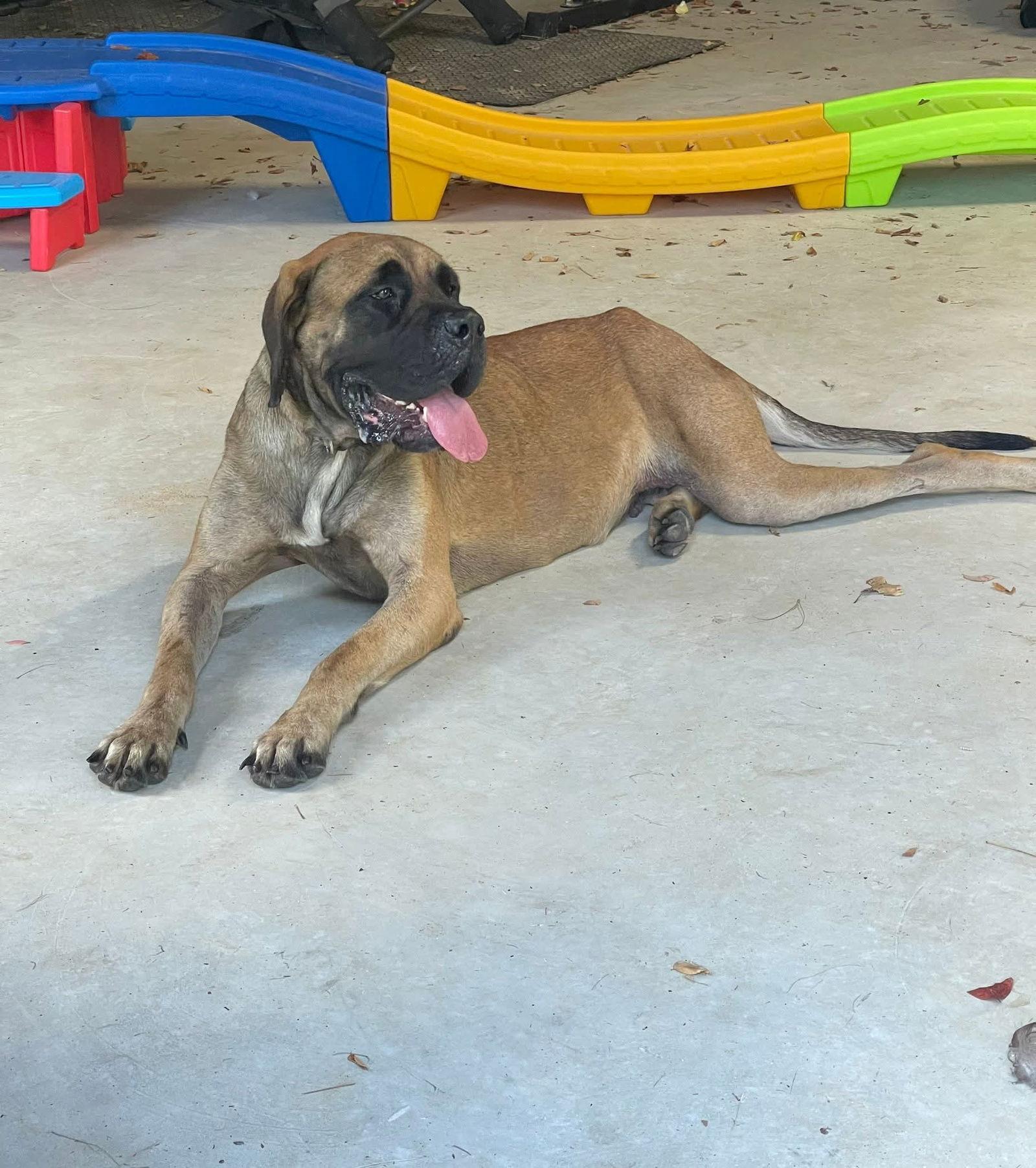 Honey, Adopted, Young Female Mastiff.