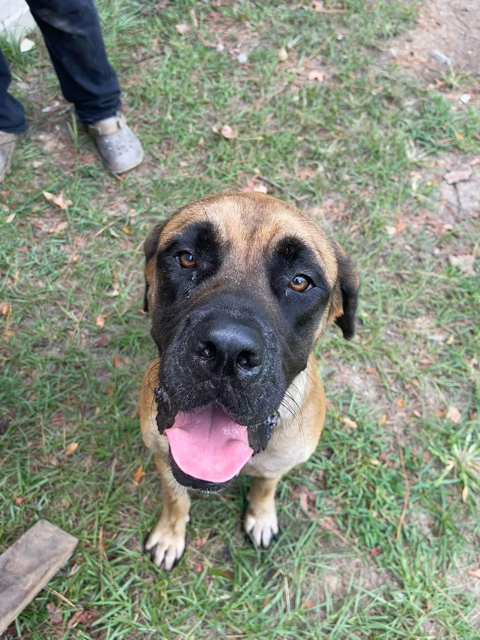 Honey, a Adopted Mastiff in Edmond, OK image 2/2