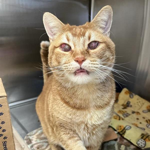 Newton — thumbnail 2