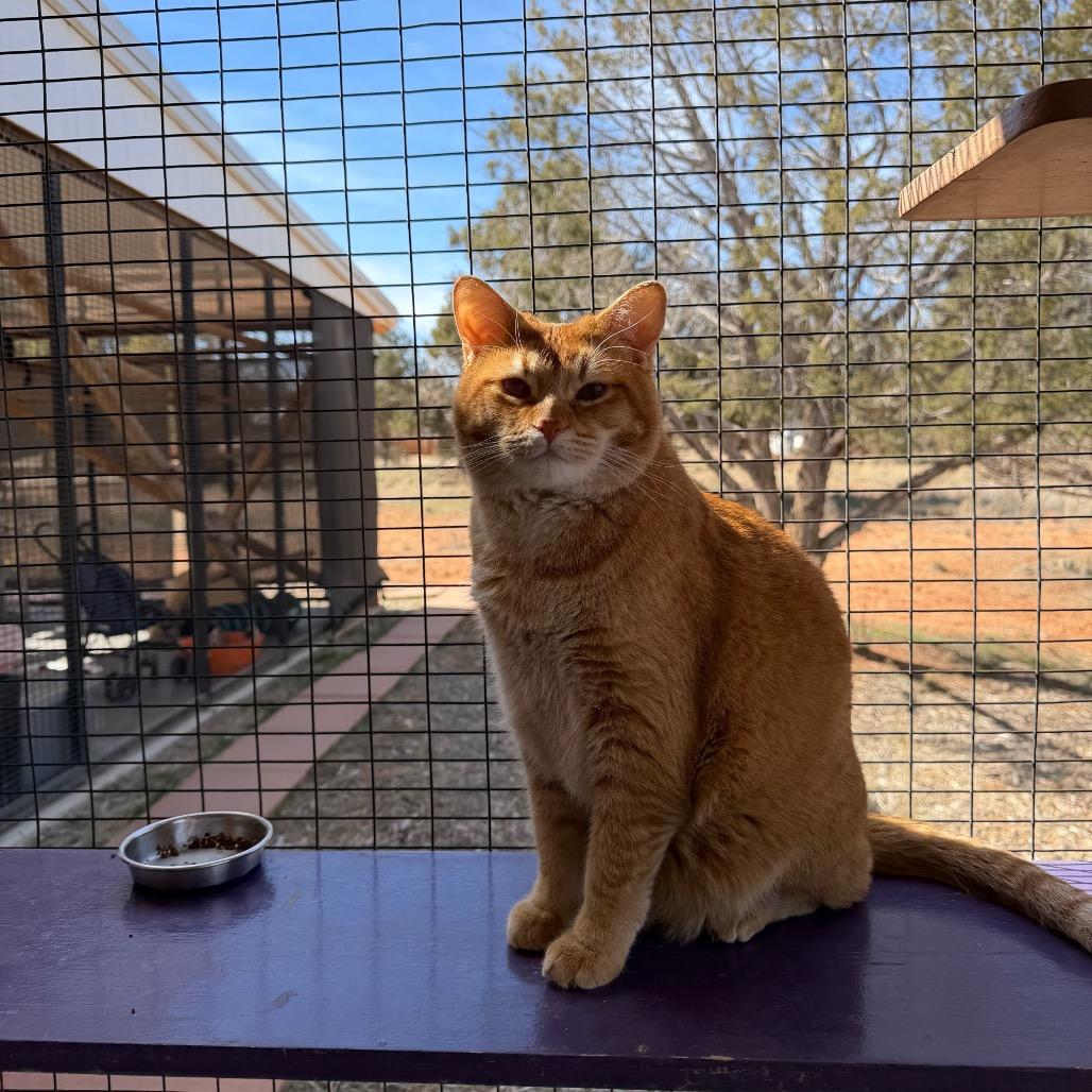 Newton — thumbnail 3