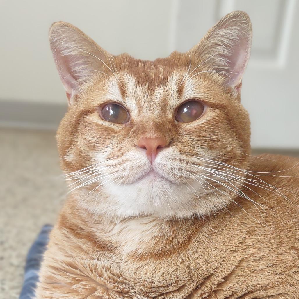 Newton — thumbnail 5