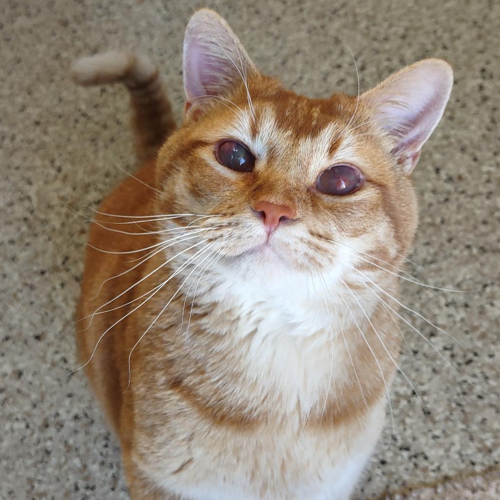 Newton — thumbnail 6