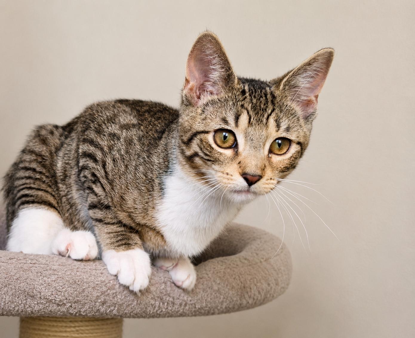 Pippa, a ADOPTABLE Tabby in Pickerington, OH image 3/6