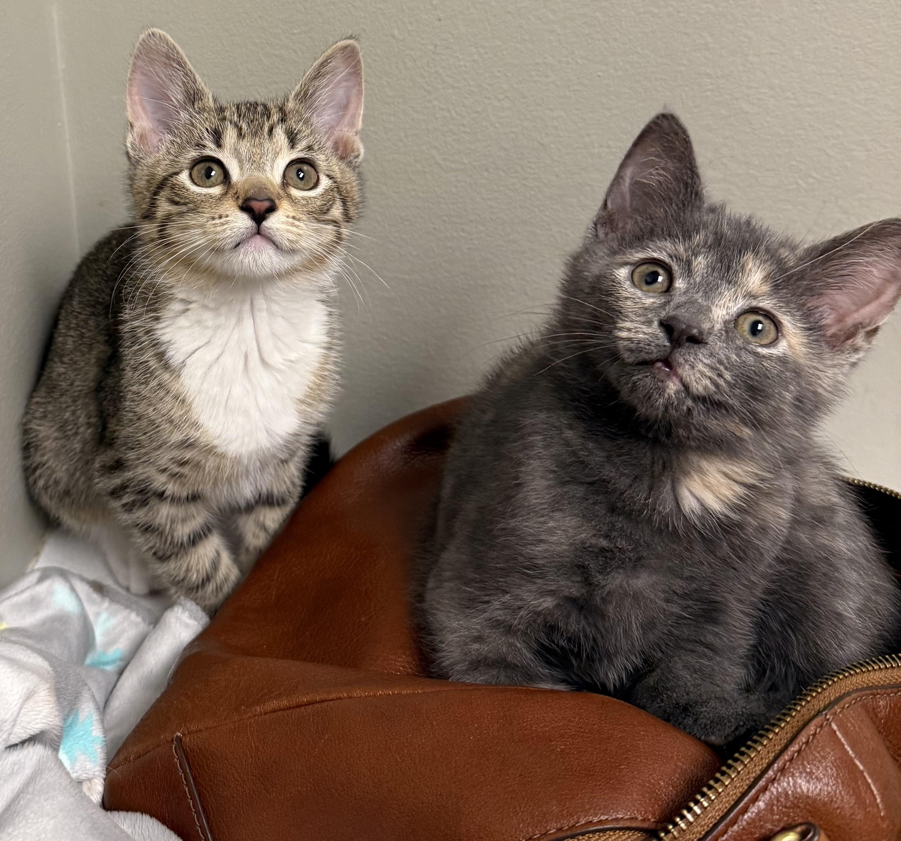 Pippa, a ADOPTABLE Tabby in Pickerington, OH image 2/6
