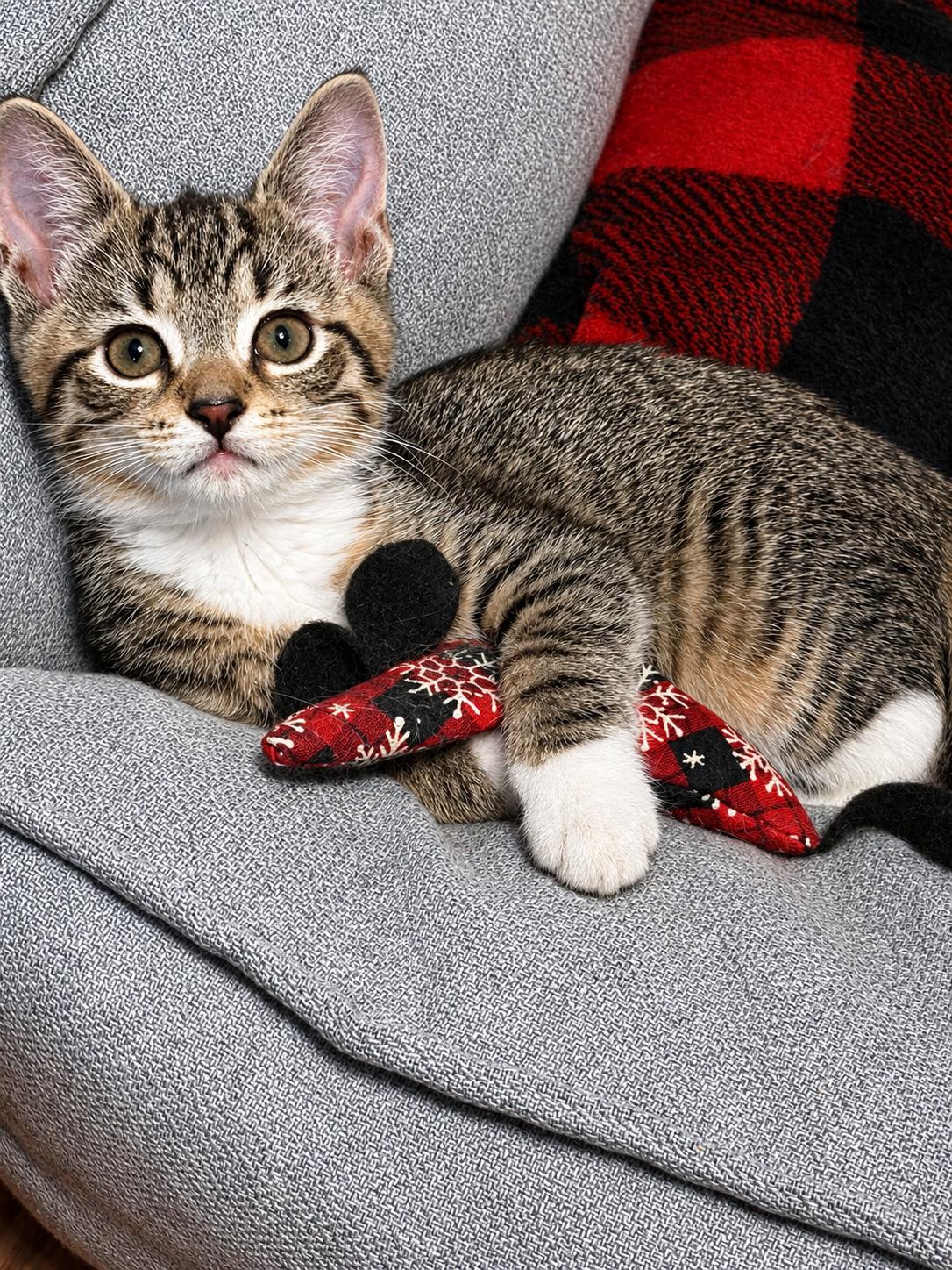 Pippa, a ADOPTABLE Tabby in Pickerington, OH image 1/6