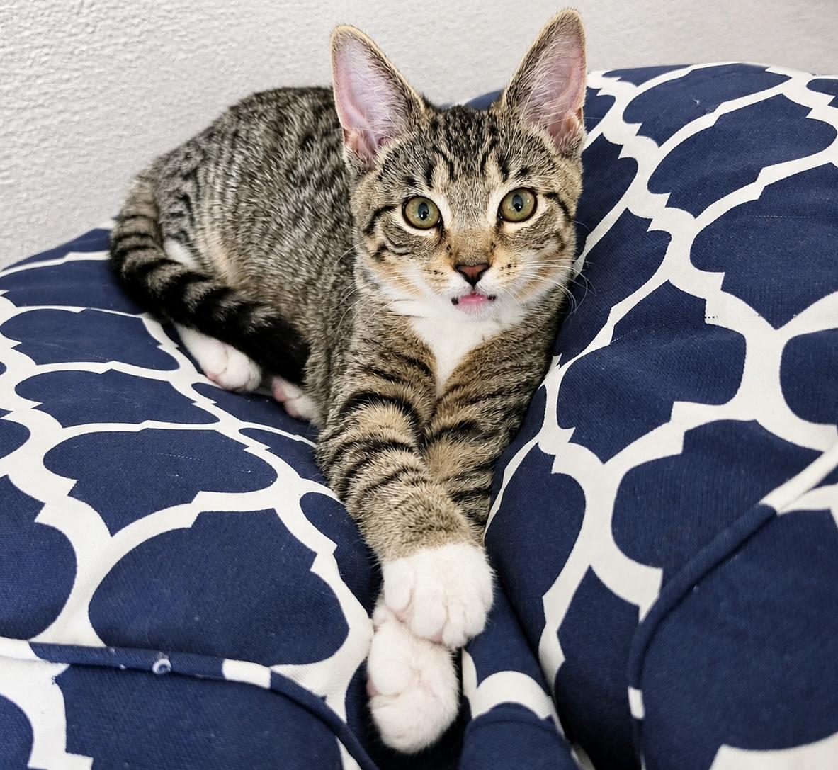 Pippa, a ADOPTABLE Tabby in Pickerington, OH image 2/6