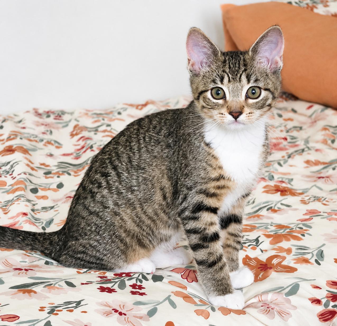 Pippa, a ADOPTABLE Tabby in Pickerington, OH image 6/6