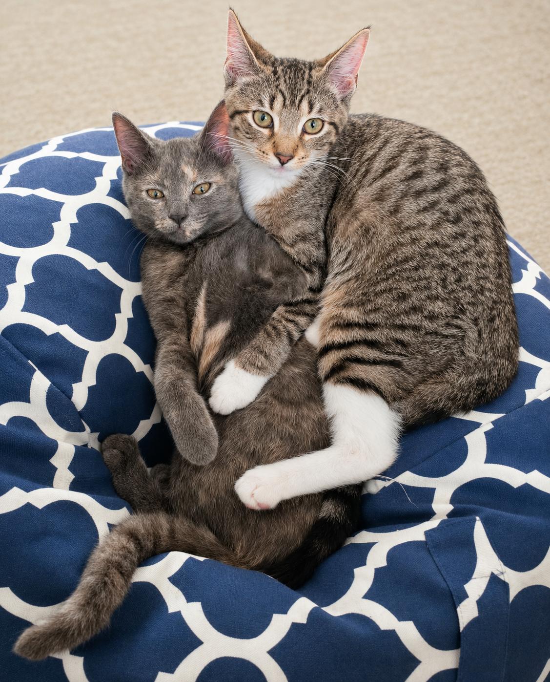 Pippa, ADOPTABLE, Kitten Female Tabby.