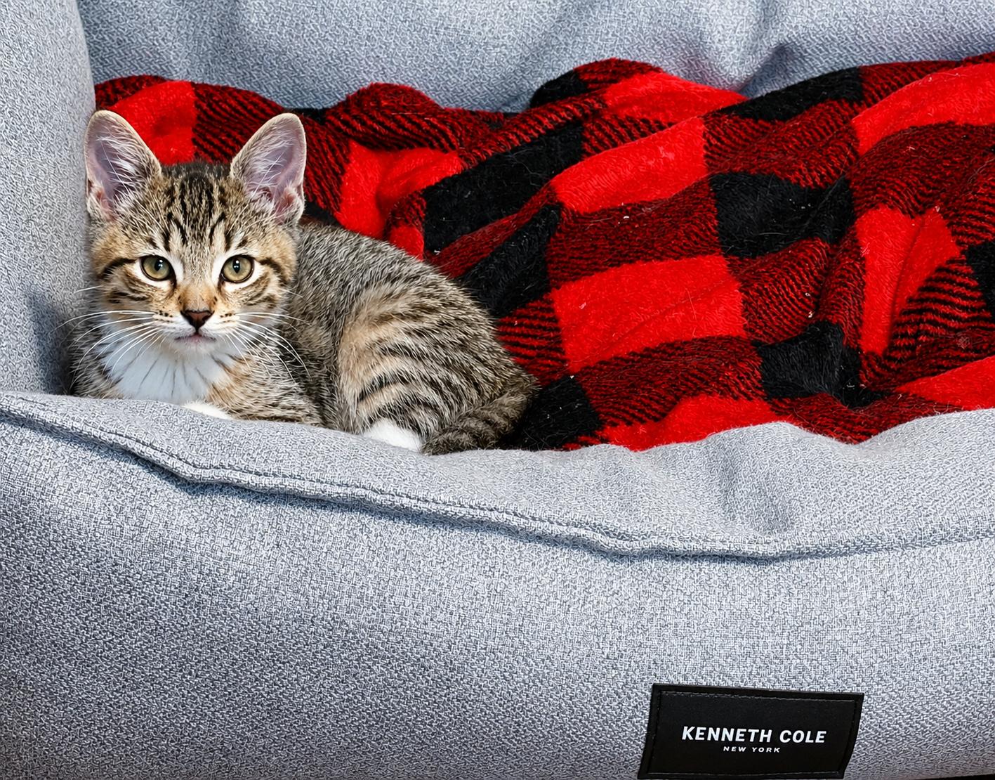 Pippa, a ADOPTABLE Tabby in Pickerington, OH image 3/6
