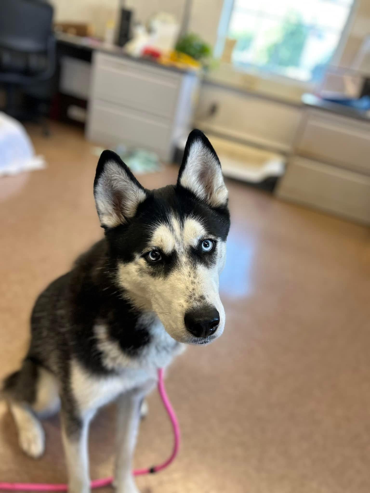 Enlarge Jenna, a Adopted Husky in East Hartford, CT image 1/4