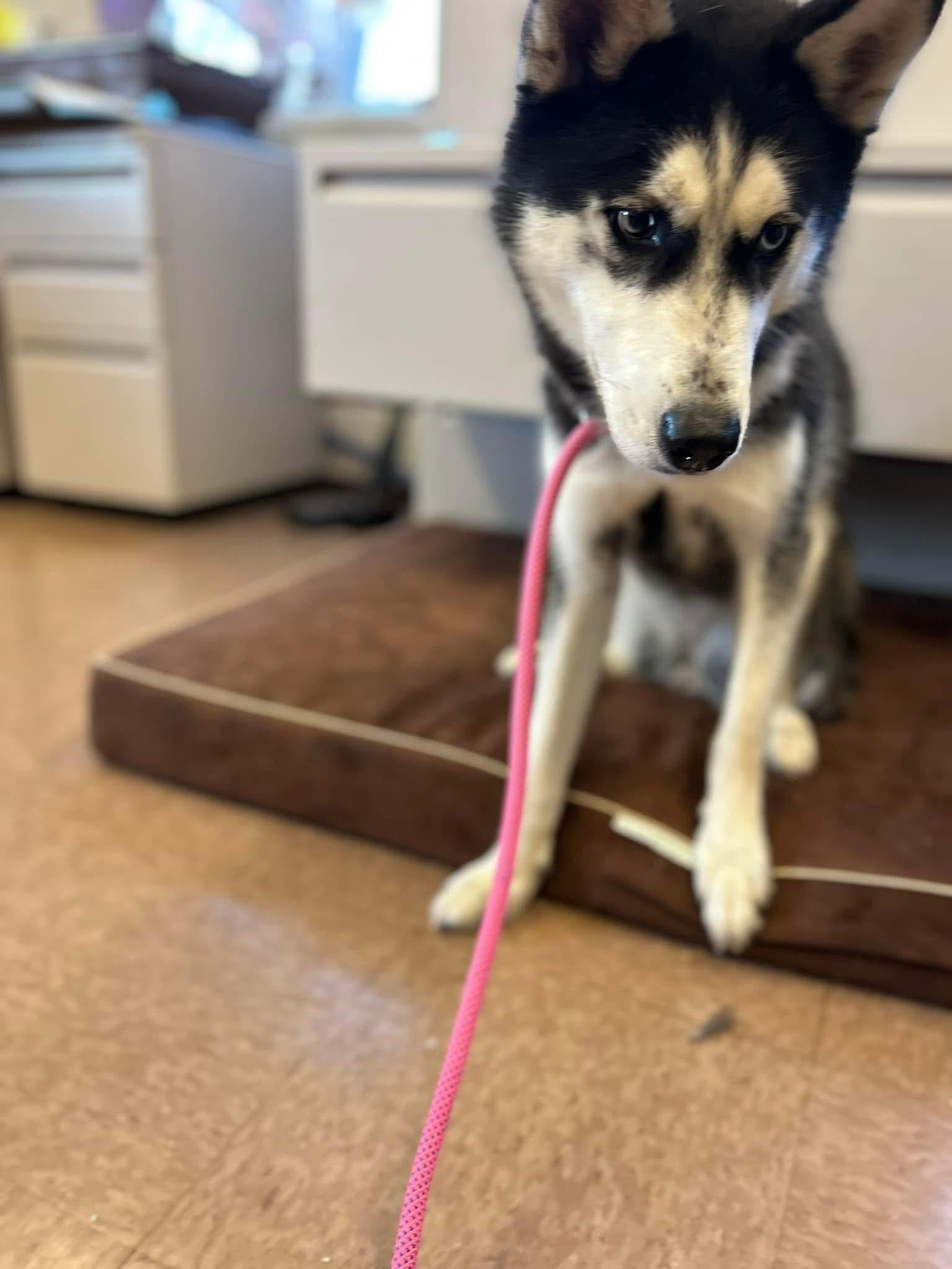 Jenna, Adopted, Adult Female Husky.