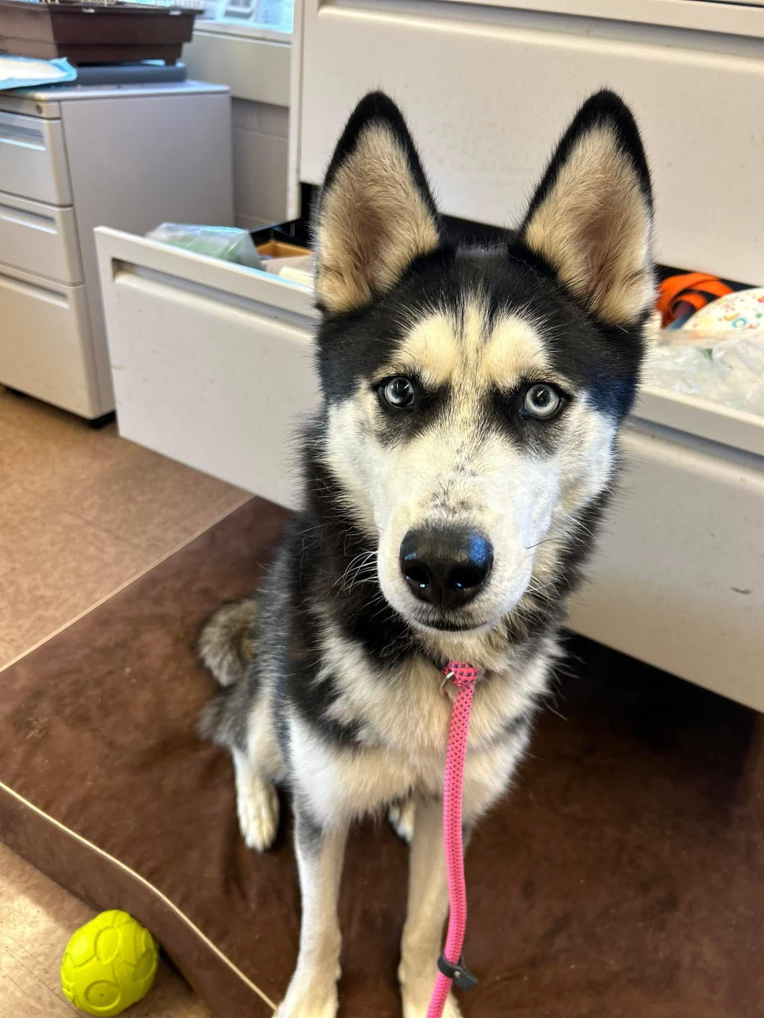 Enlarge Jenna, a Adopted Husky in East Hartford, CT image 3/4