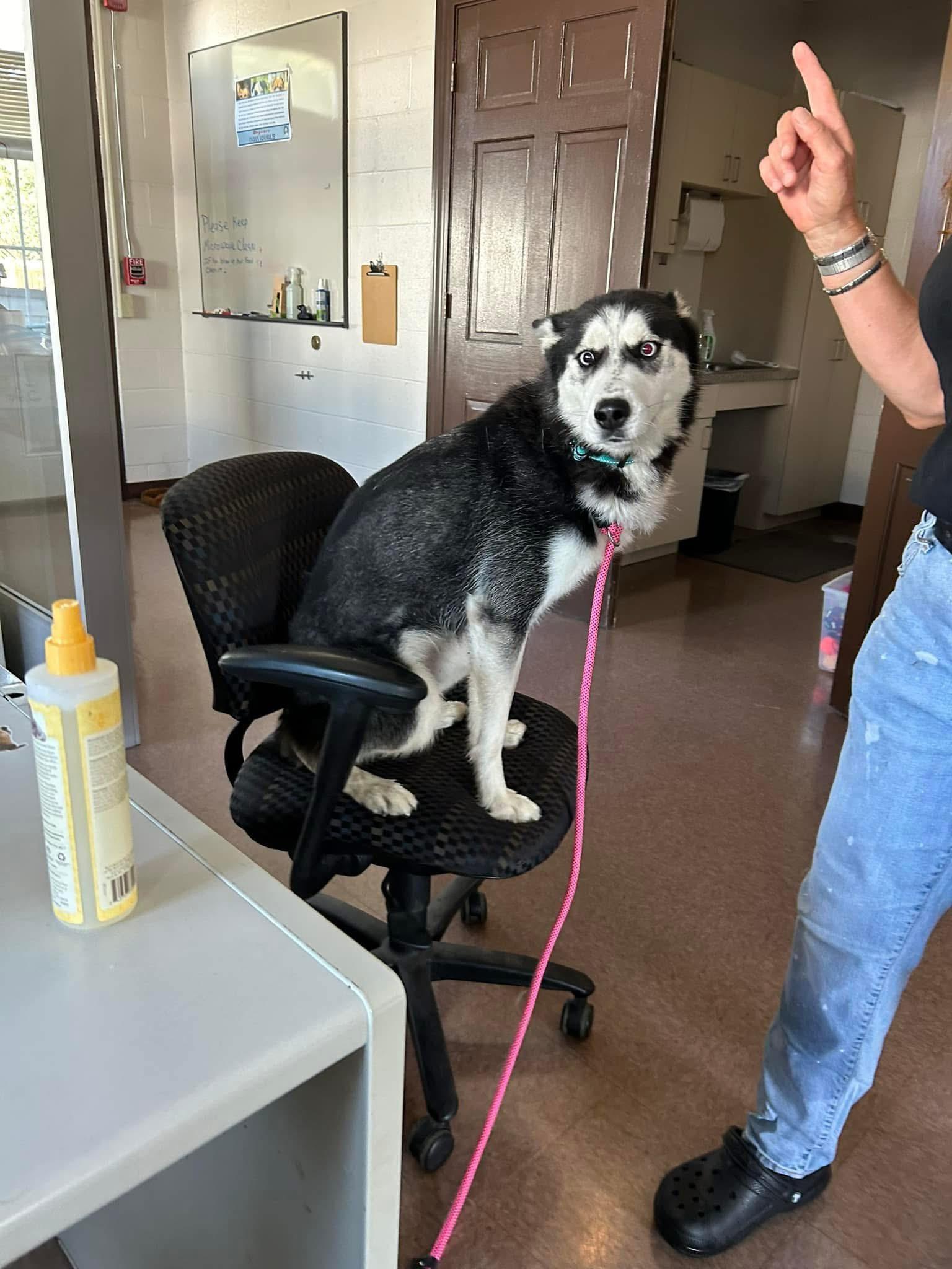 Enlarge Jenna, a Adopted Husky in East Hartford, CT image 4/4