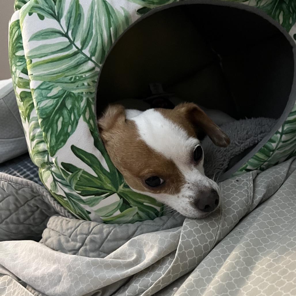 Eddie, a Adoptable Chihuahua in Phoenix, AZ image 1/6