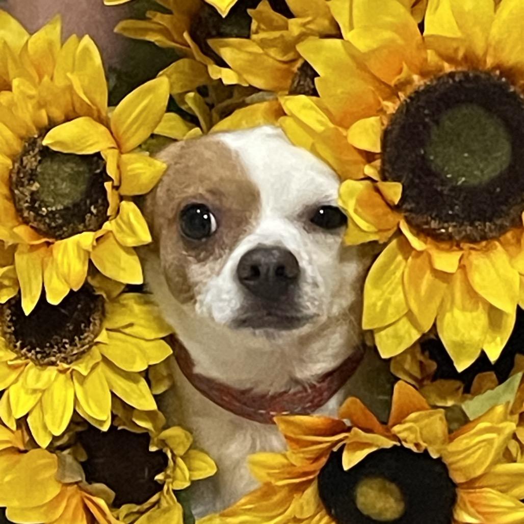 Eddie, a Adoptable Chihuahua in Phoenix, AZ image 2/6