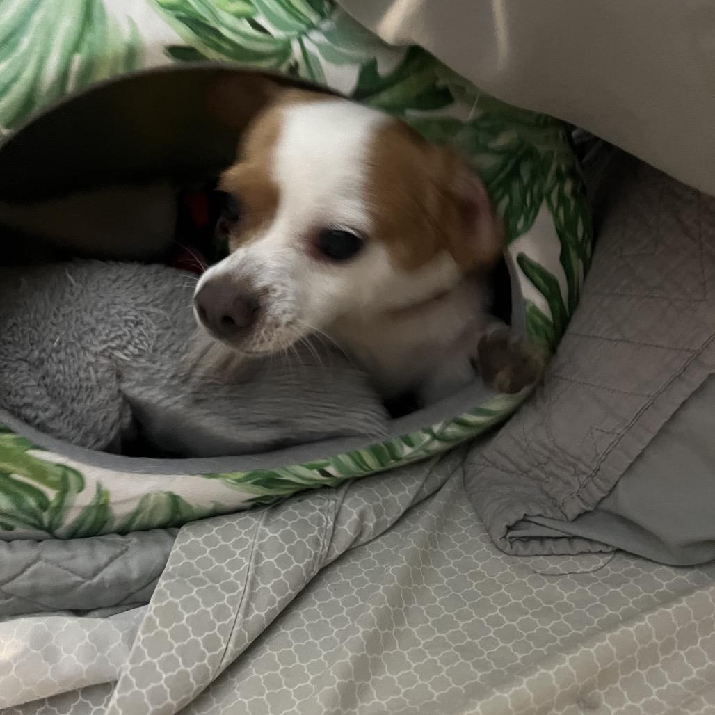 Eddie, a Adoptable mixed breed in Phoenix, AZ image 4/5