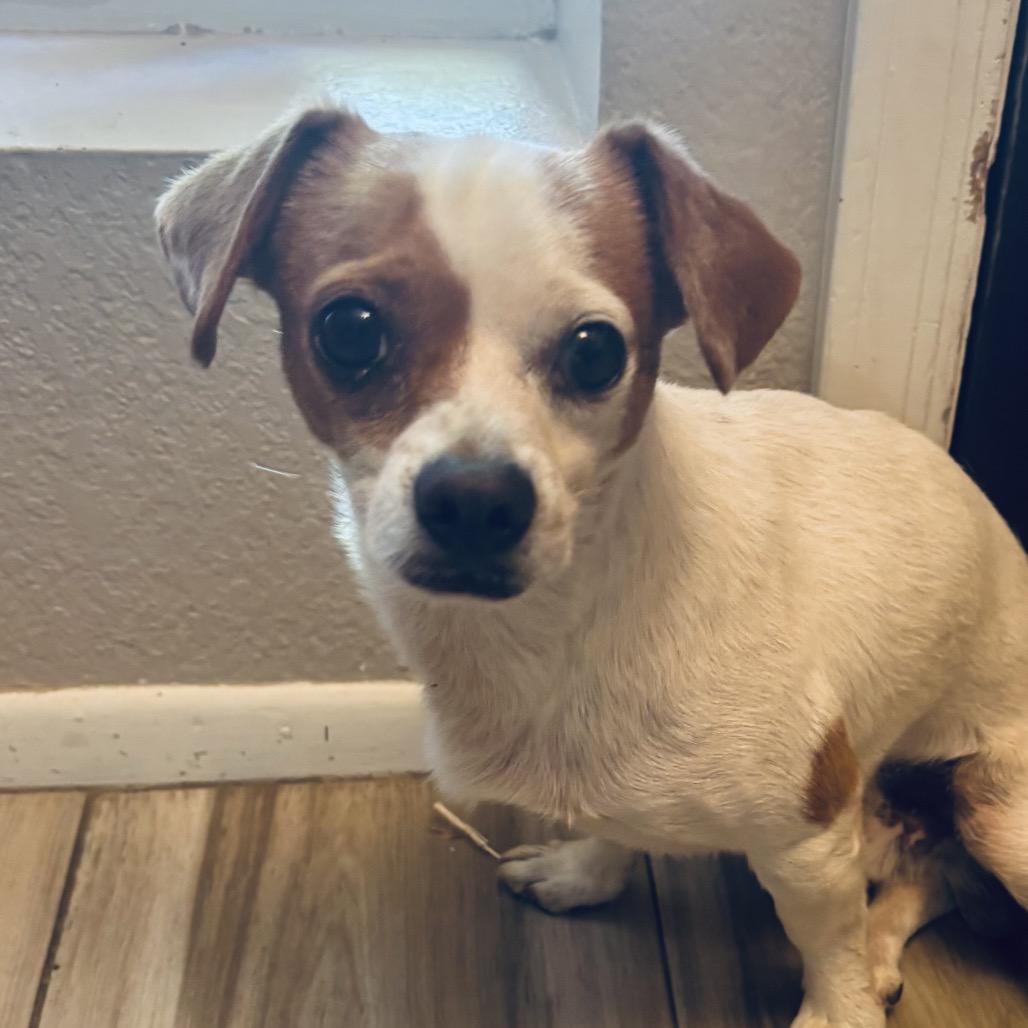 Eddie, a Adoptable Chihuahua in Phoenix, AZ image 3/6