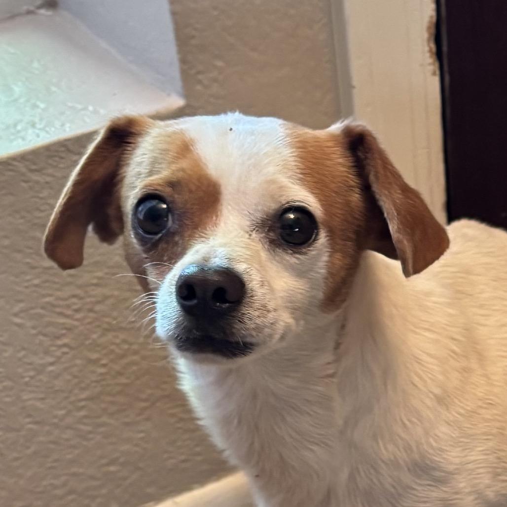 Eddie, a Adoptable Chihuahua in Phoenix, AZ image 4/6