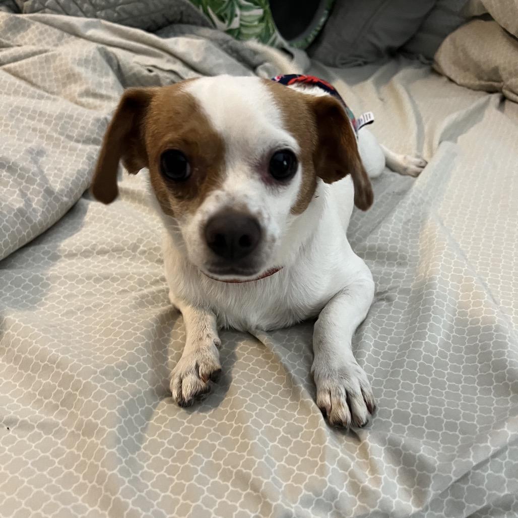 Eddie, a Adoptable Chihuahua in Phoenix, AZ image 5/6