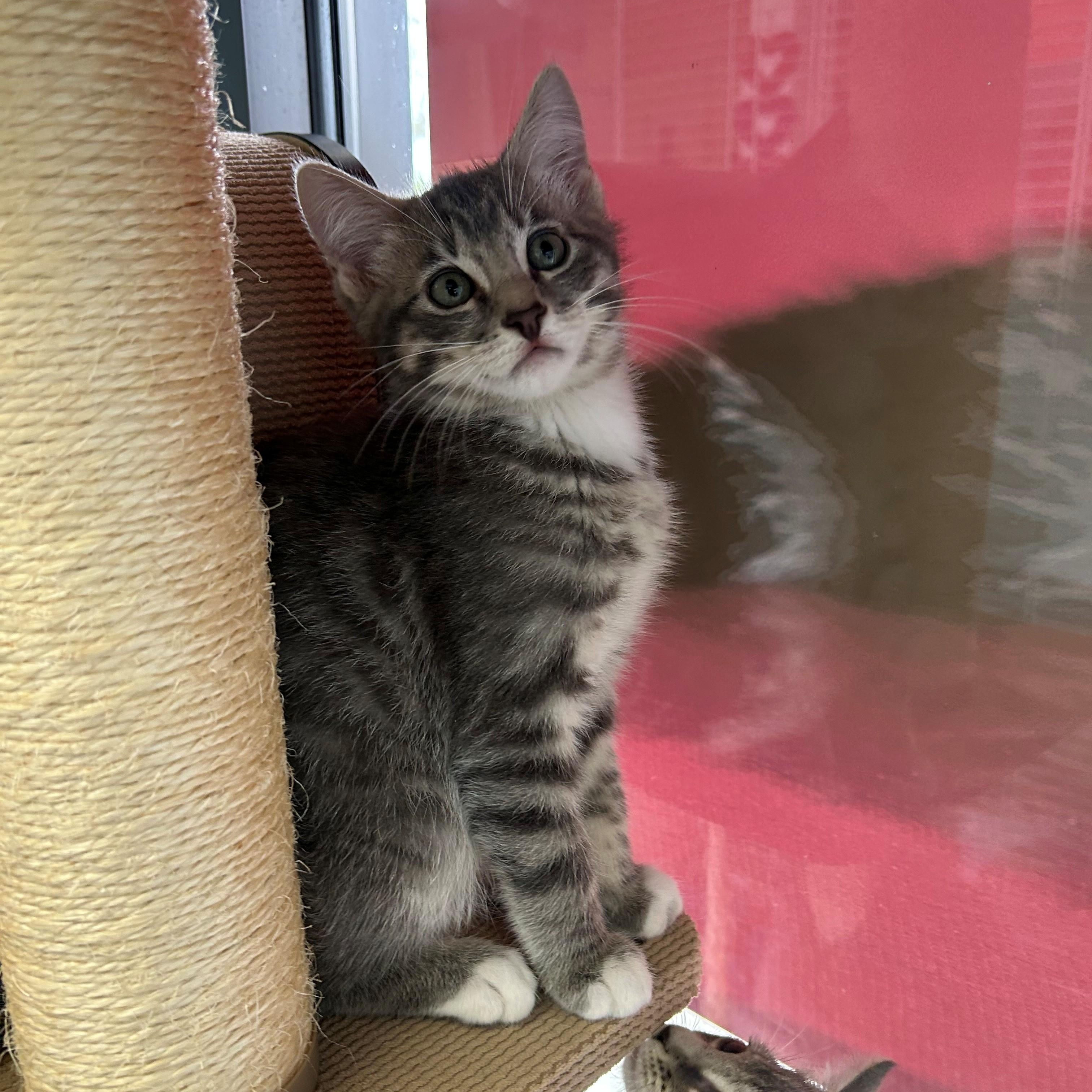 Enlarge Mercury, an adopted Domestic Short Hair in Margate, FL image 1/1