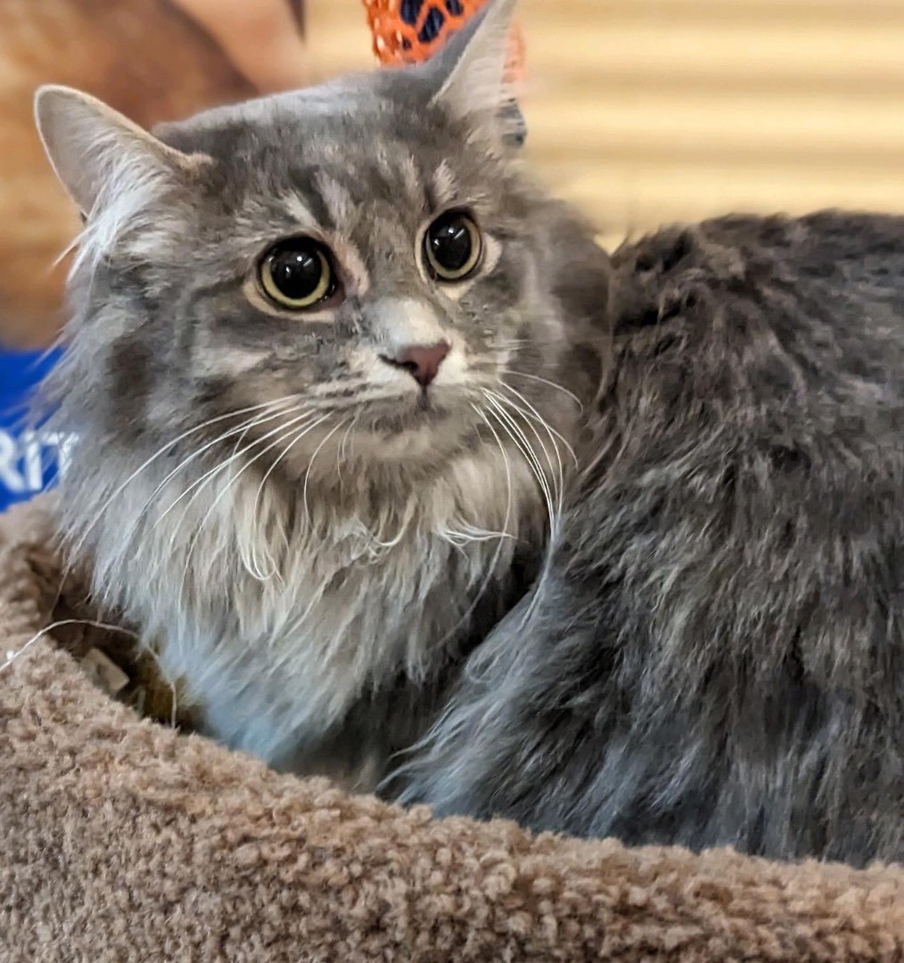 Finch, Adopted, Kitten Female Domestic Long Hair.