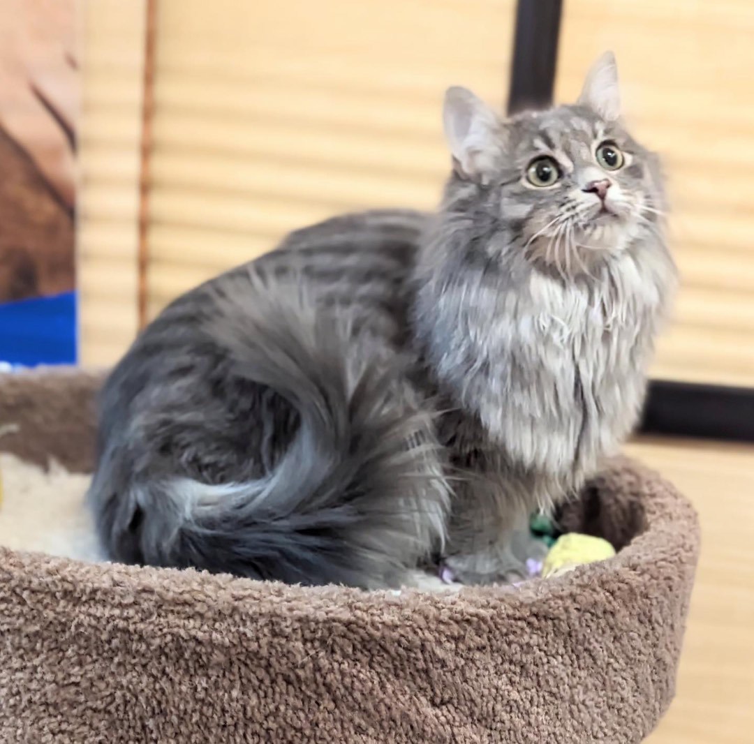 Enlarge Finch, a Adopted Domestic Long Hair in Noblesville, IN image 2/2