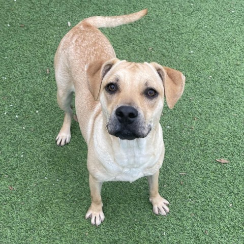 Dog for adoption - Cricket, a Labrador Retriever Mix in West Hartford ...