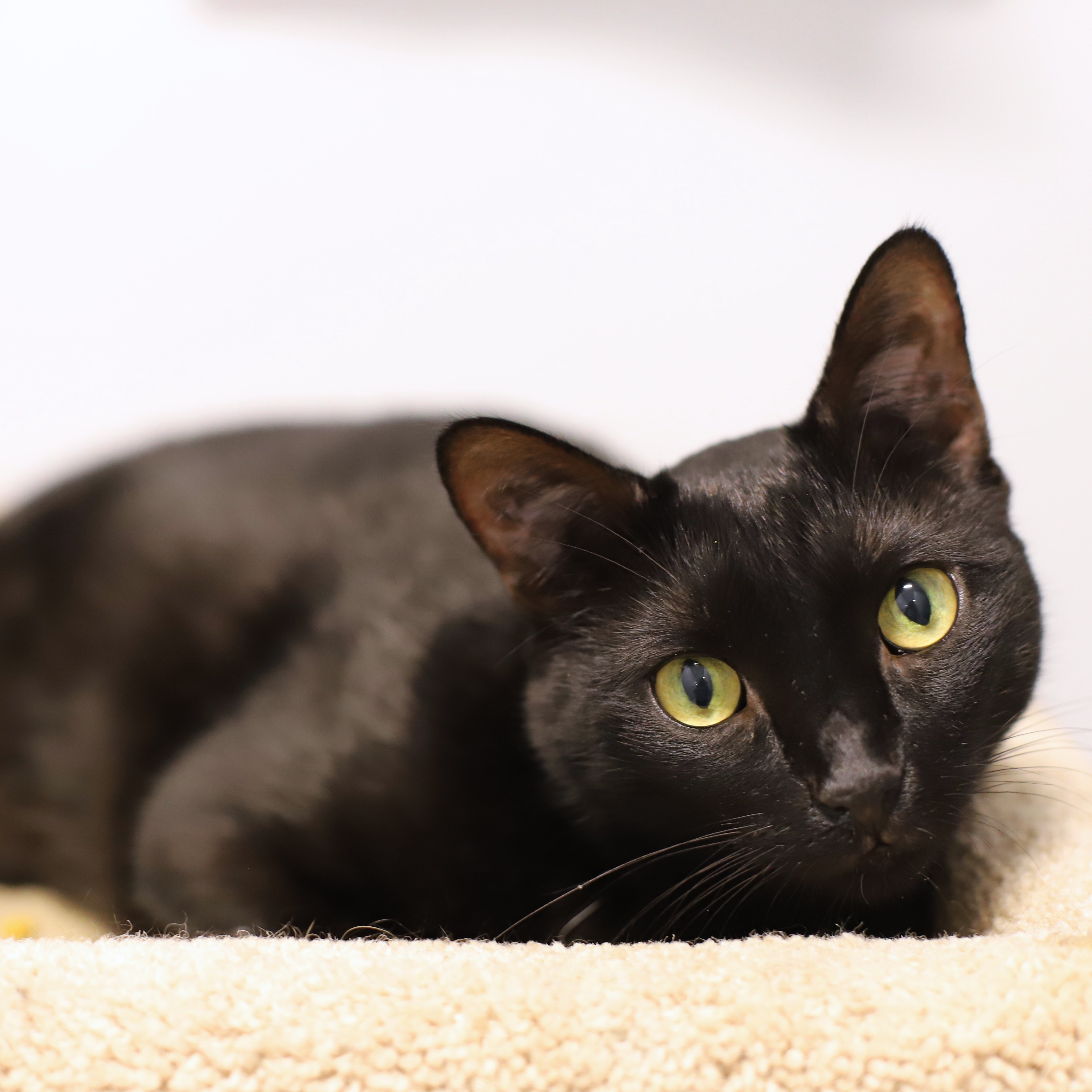 Enlarge Lee Lee, a Adoptable Domestic Short Hair in Endicott, NY image 4/4