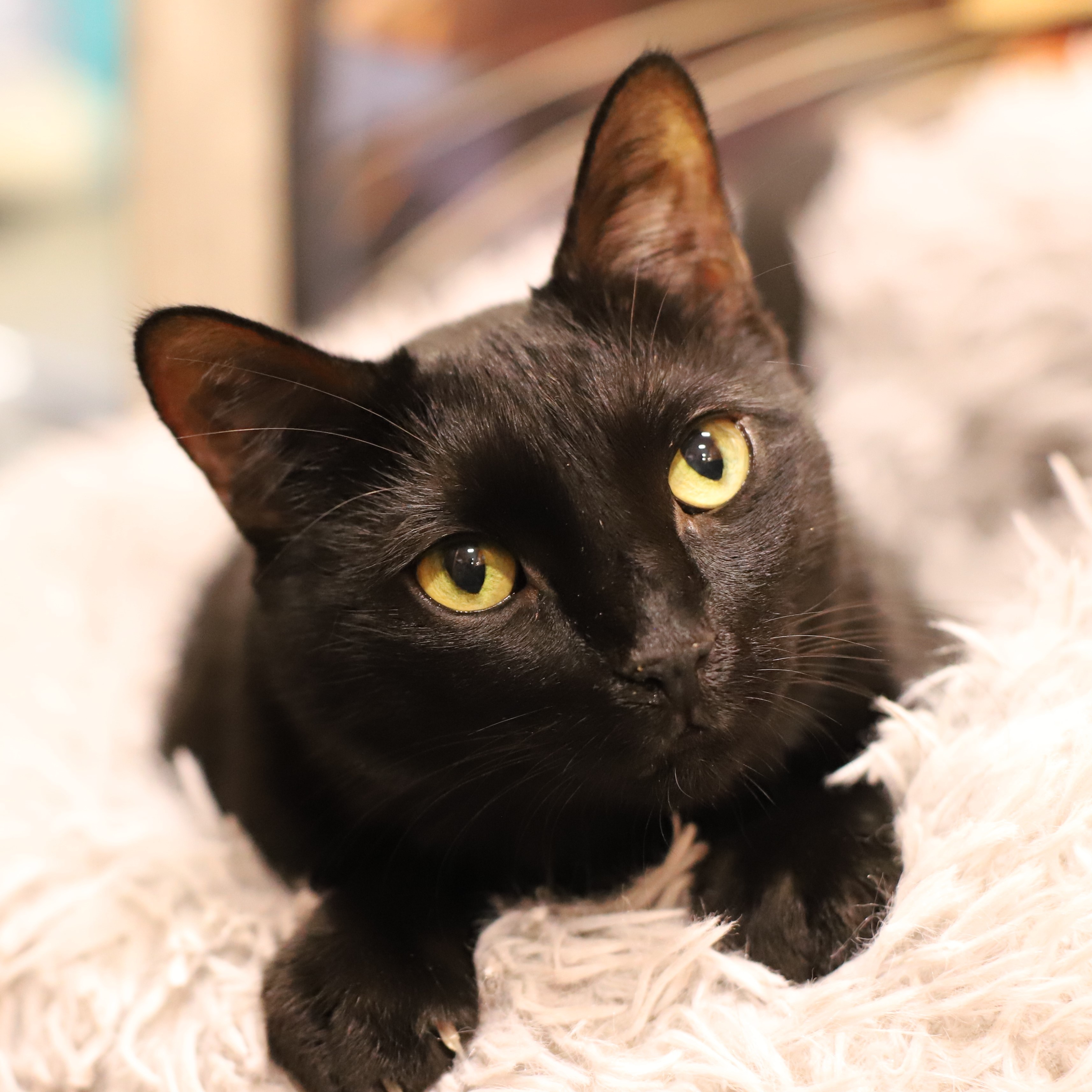 Lee Lee, Adoptable, Adult Female Domestic Short Hair.
