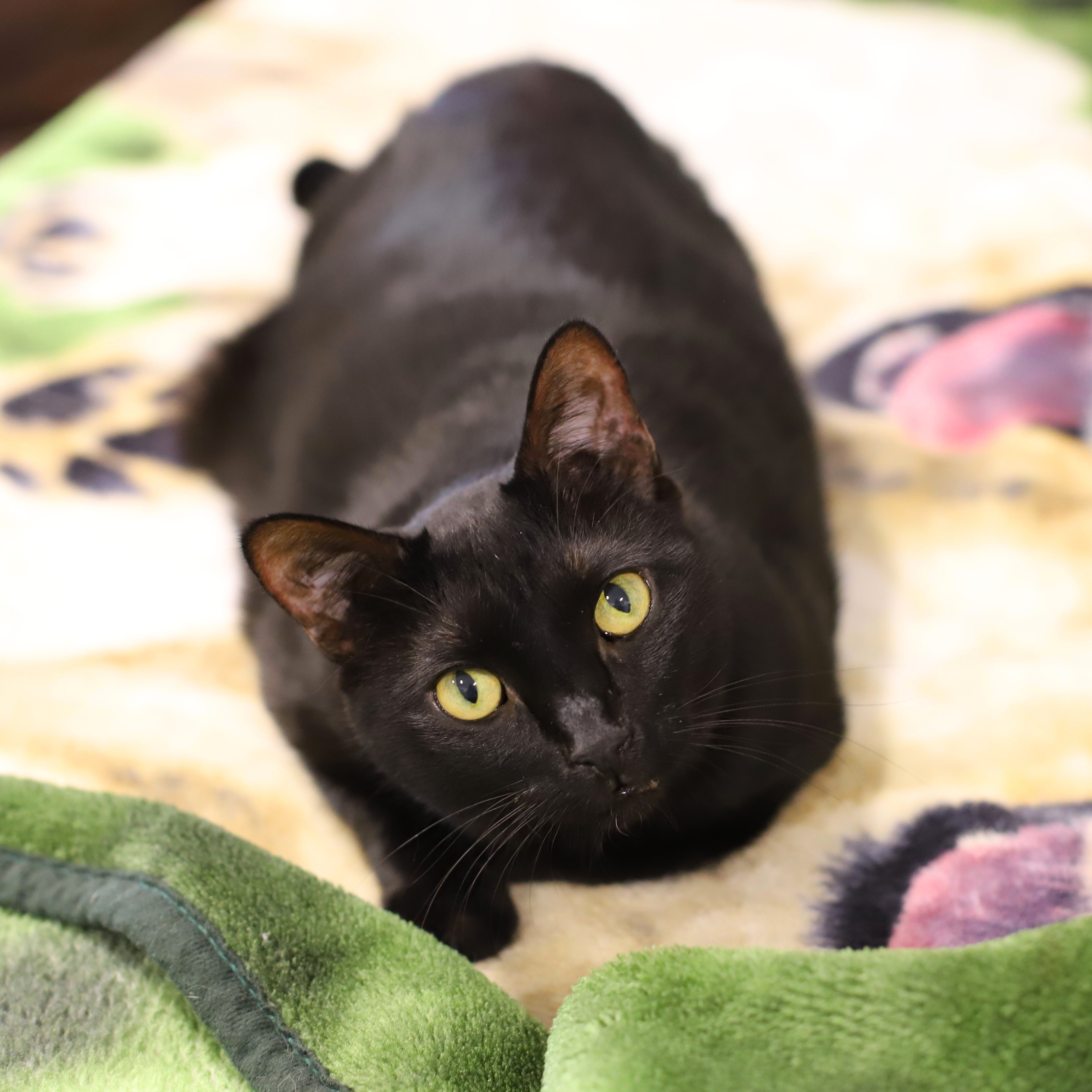 Enlarge Lee Lee, a Adoptable Domestic Short Hair in Endicott, NY image 2/4