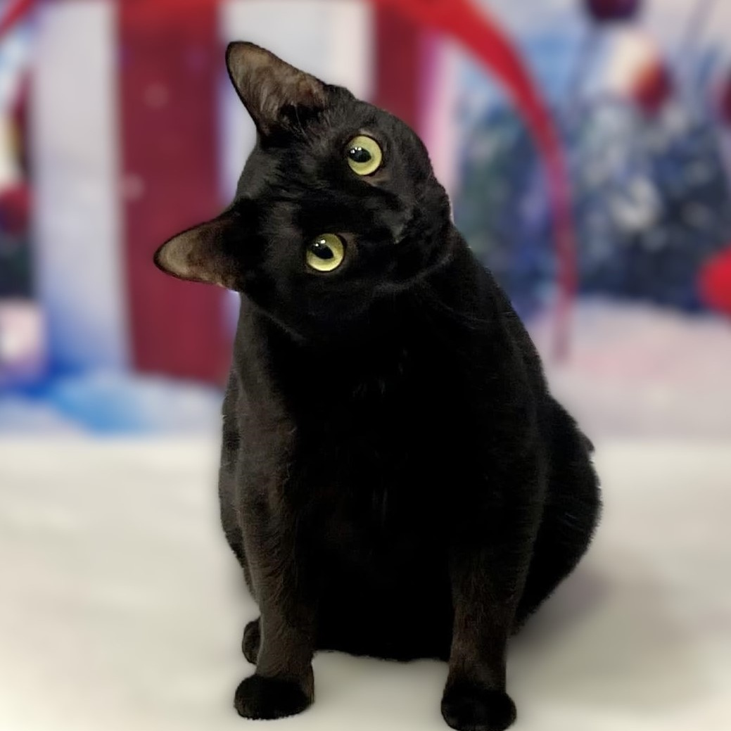 Enlarge Lee Lee, a Adoptable Domestic Short Hair in Endicott, NY image 3/4