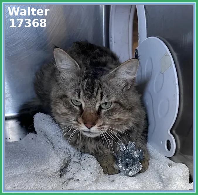 Enlarge WALTER, an adopted mixed breed in Marietta, GA image 3/4