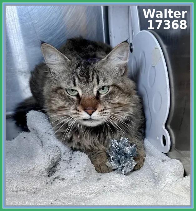 Enlarge WALTER, an adopted mixed breed in Marietta, GA image 4/4