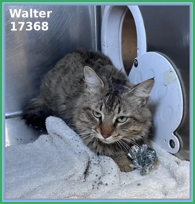 Enlarge WALTER, an adopted mixed breed in Marietta, GA image 1/4