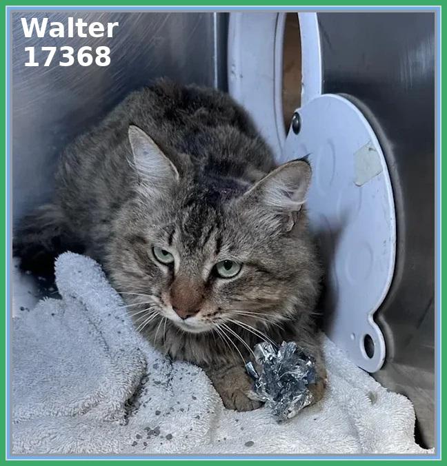 Enlarge WALTER, an adopted mixed breed in Marietta, GA image 2/4