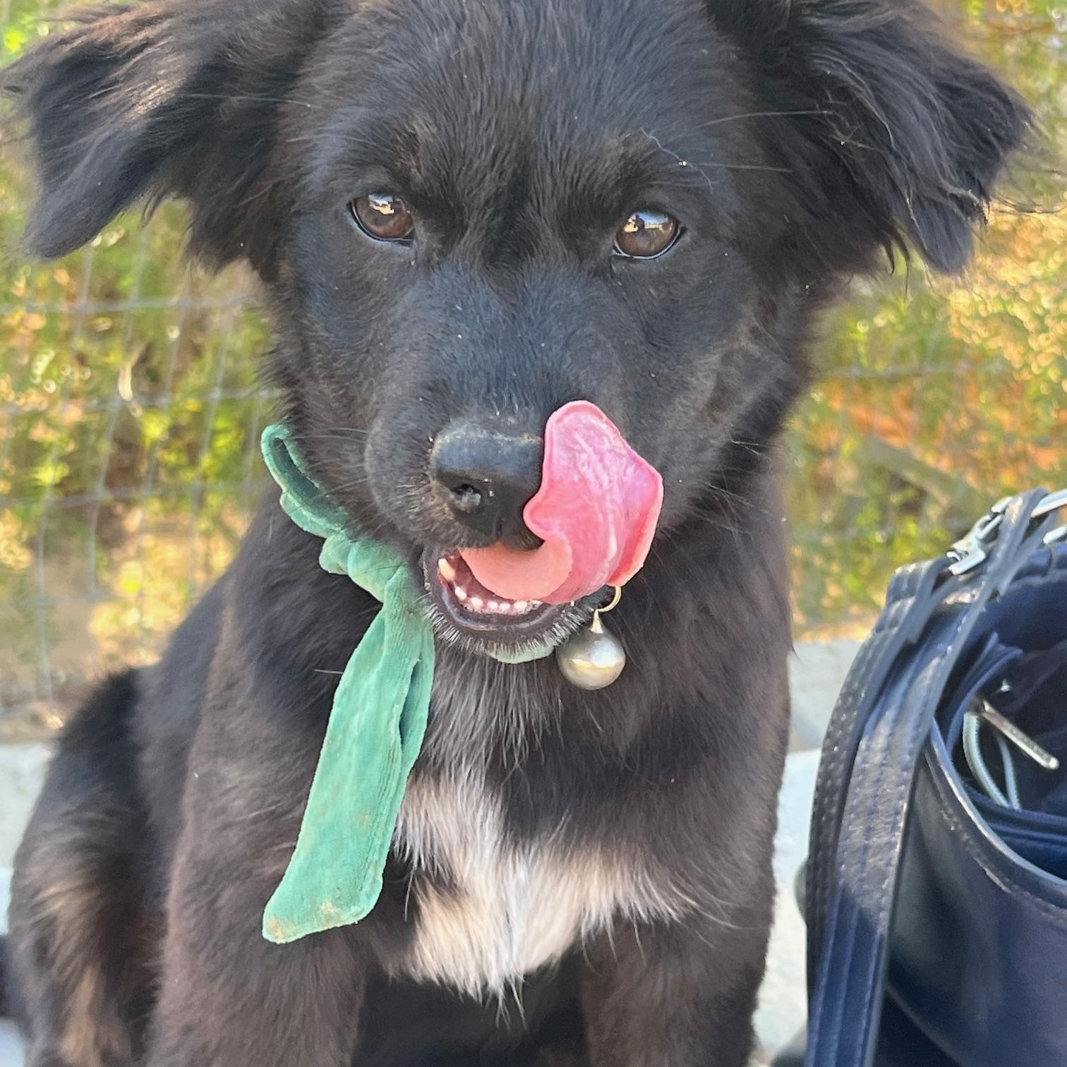 Enlarge Bass, a Adoptable mixed breed in Indio, CA image 2/4