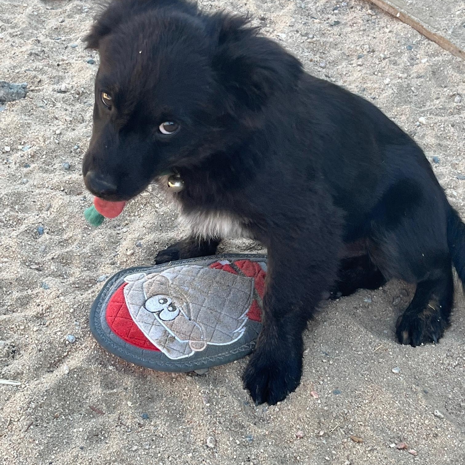 Enlarge Bass, a Adoptable mixed breed in Indio, CA image 3/4