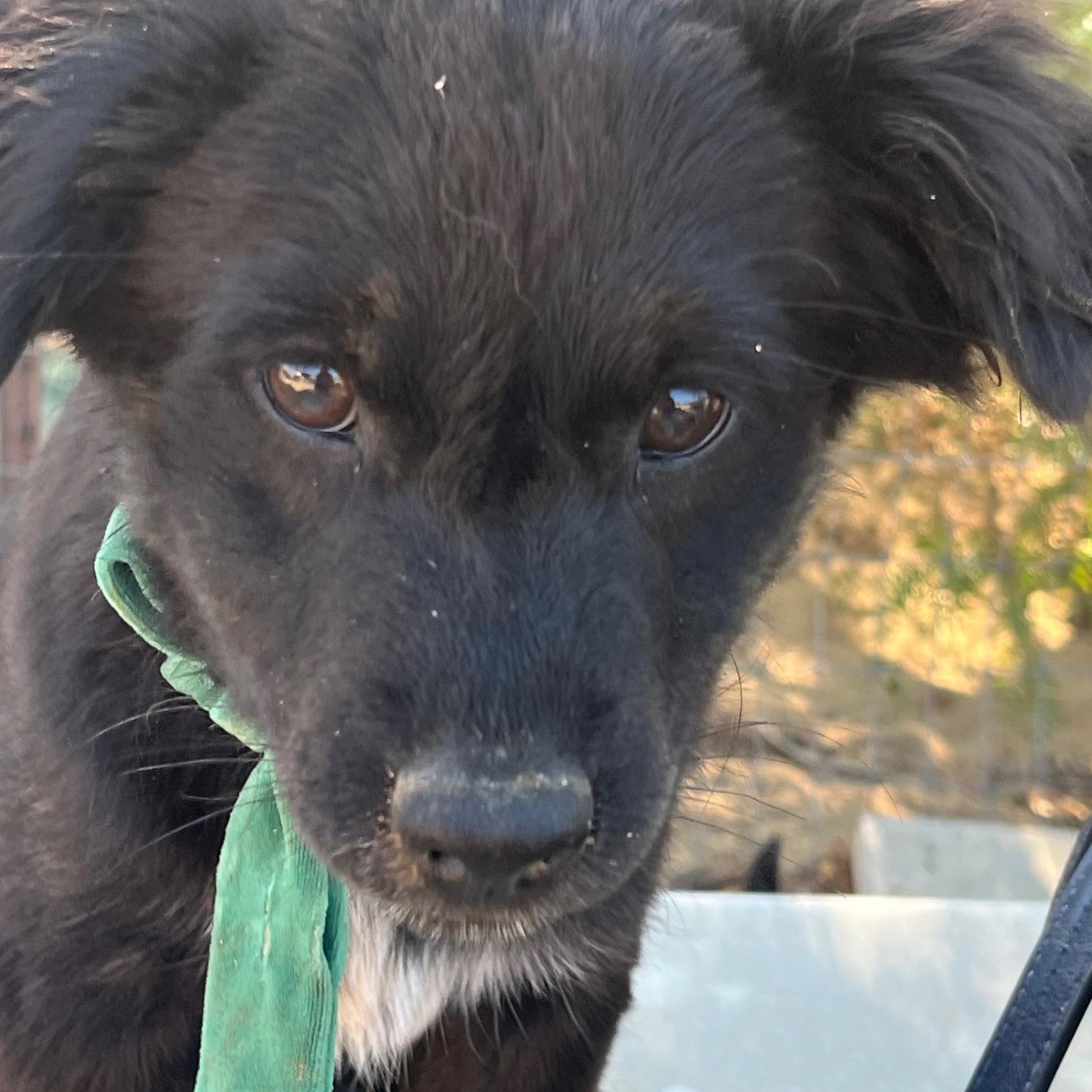 Enlarge Bass, a Adoptable mixed breed in Indio, CA image 1/4