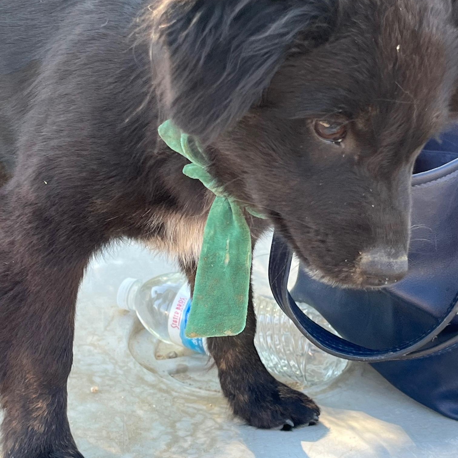 Enlarge Bass, a Adoptable mixed breed in Indio, CA image 4/4