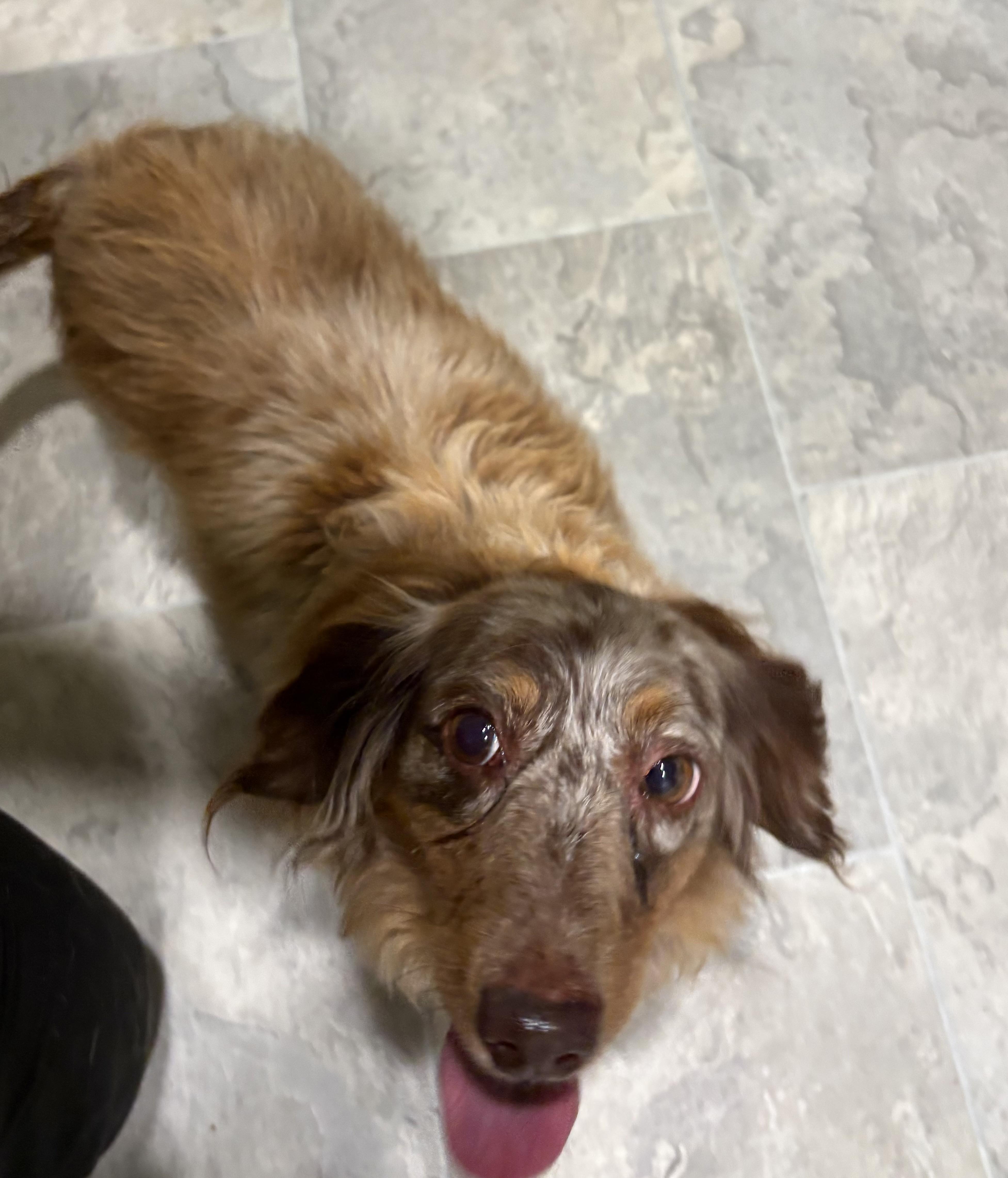Enlarge Emmalee, an adopted Dachshund (Long Haired) in Grant, NE image 4/4