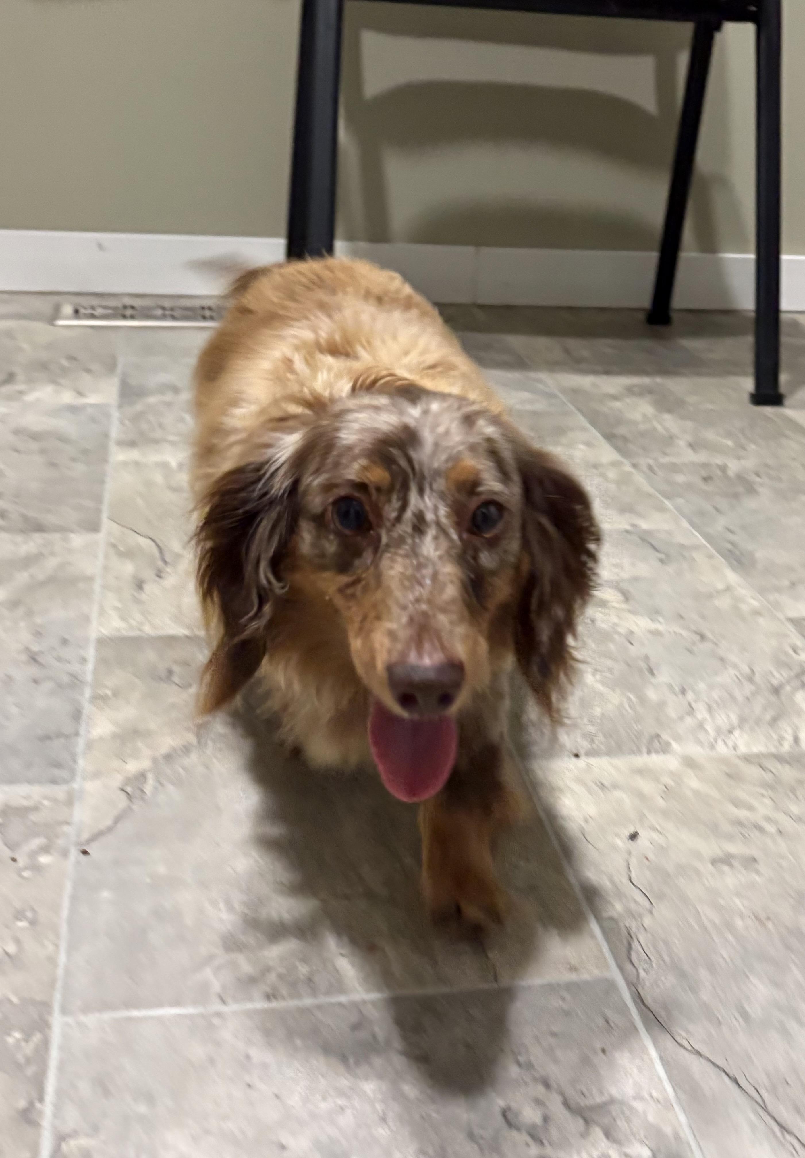 Emmalee, adopted, Adult Female Dachshund (Long Haired).