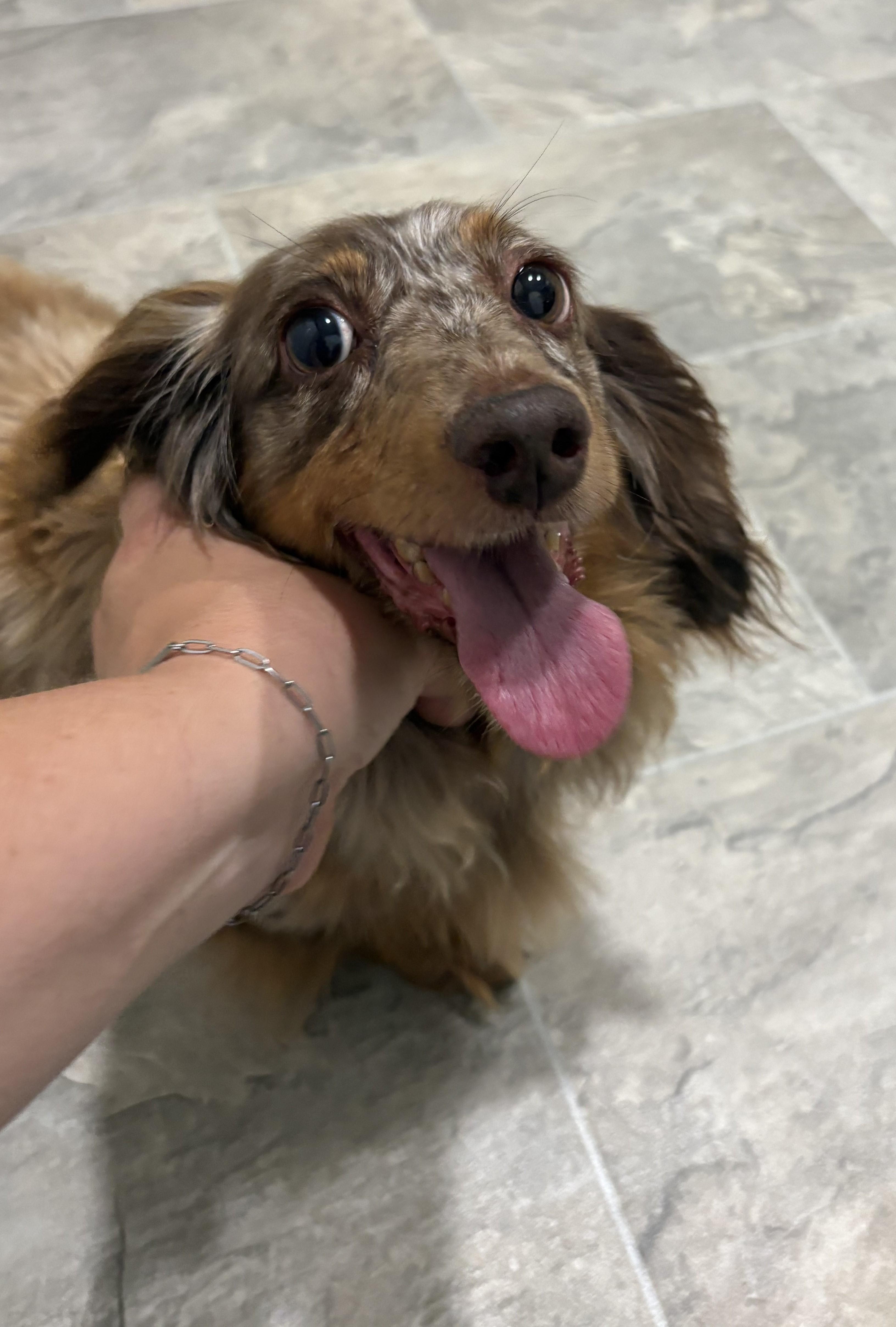Enlarge Emmalee, an adopted Dachshund (Long Haired) in Grant, NE image 3/4