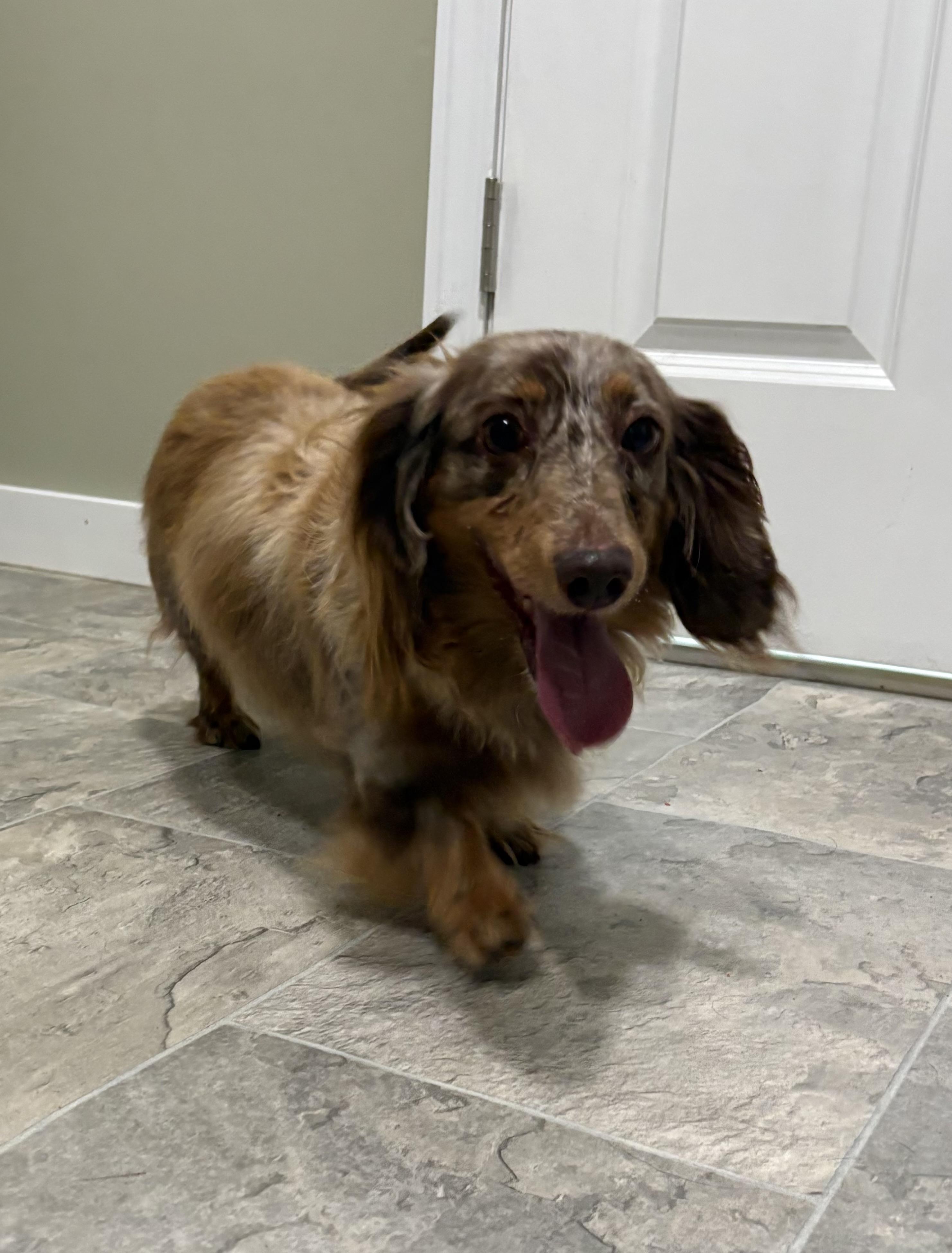 Enlarge Emmalee, an adopted Dachshund (Long Haired) in Grant, NE image 2/4
