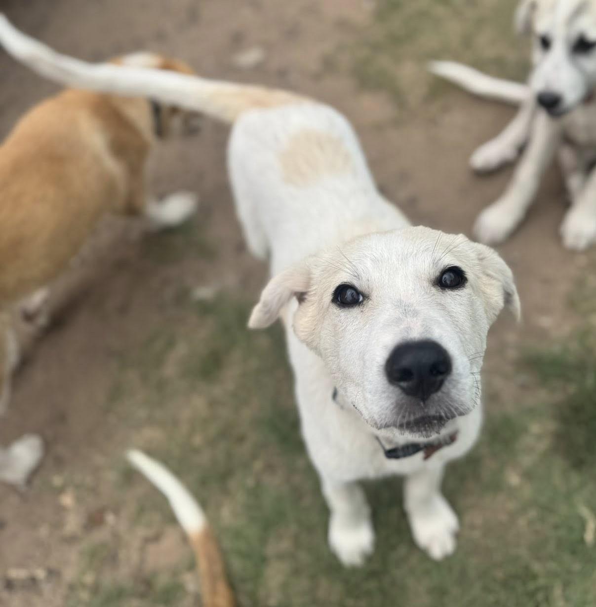 Hurricane, Adoptable, Puppy Female Great Pyrenees.