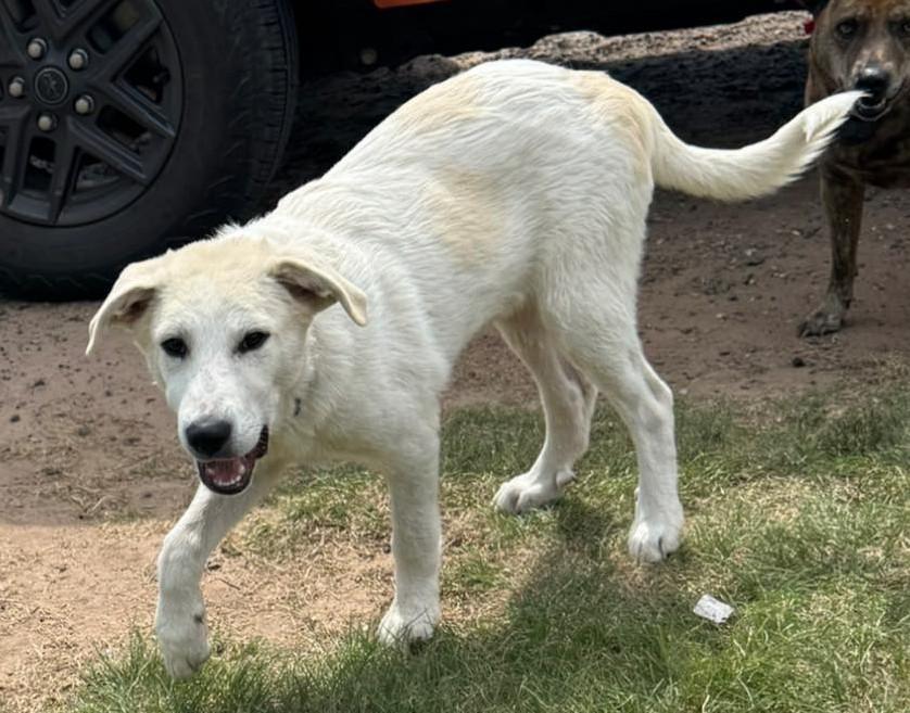 Hurricane, a Adoptable mixed breed in Kiowa, OK image 2/6