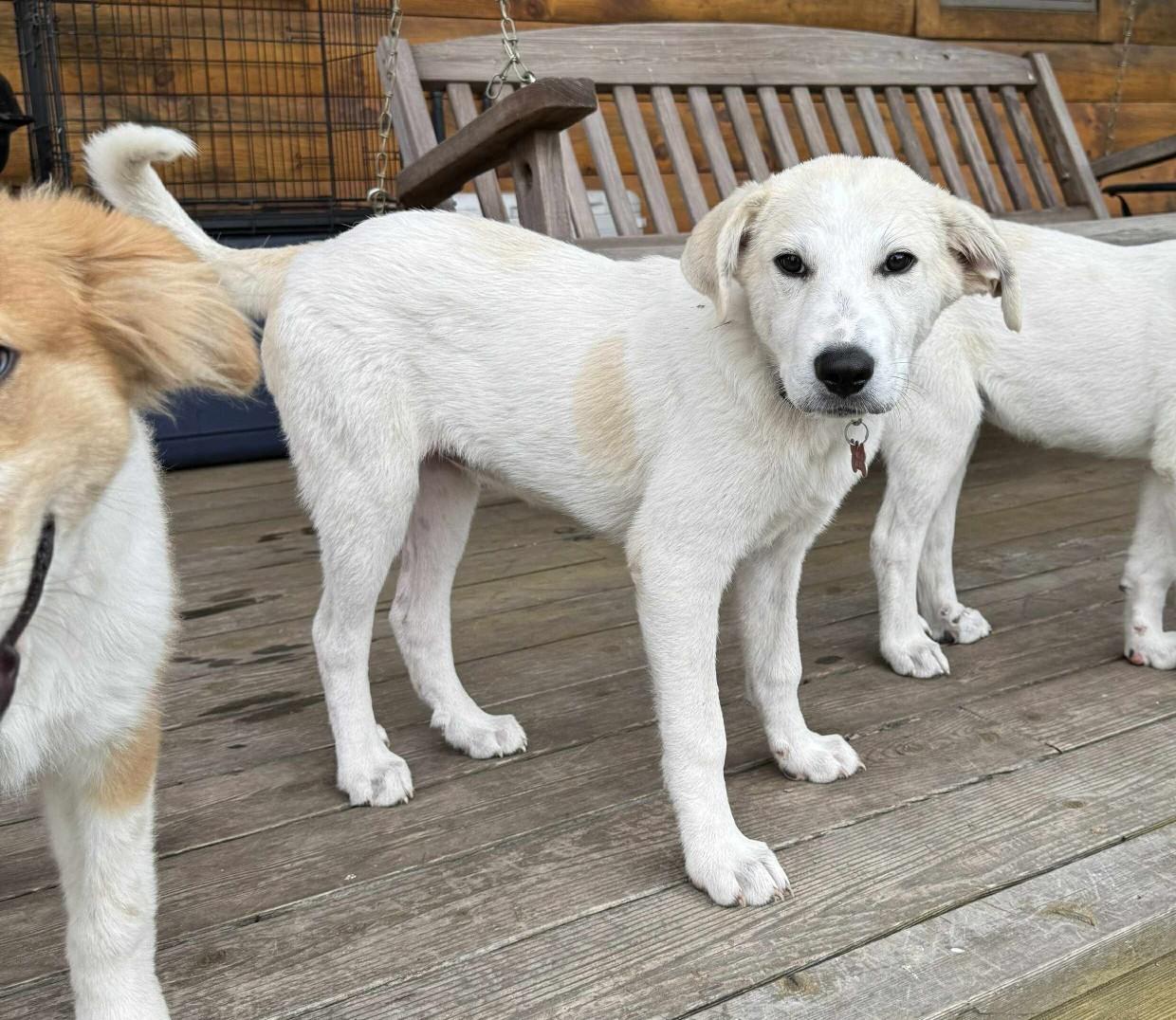 Hurricane, a Adoptable mixed breed in Kiowa, OK image 3/6