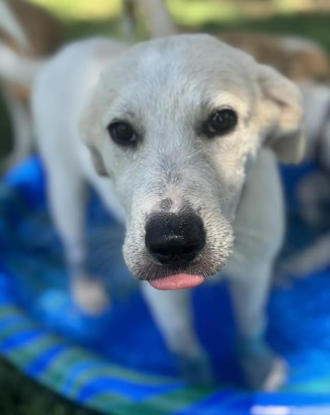 Hurricane, a Adoptable mixed breed in Kiowa, OK image 4/6