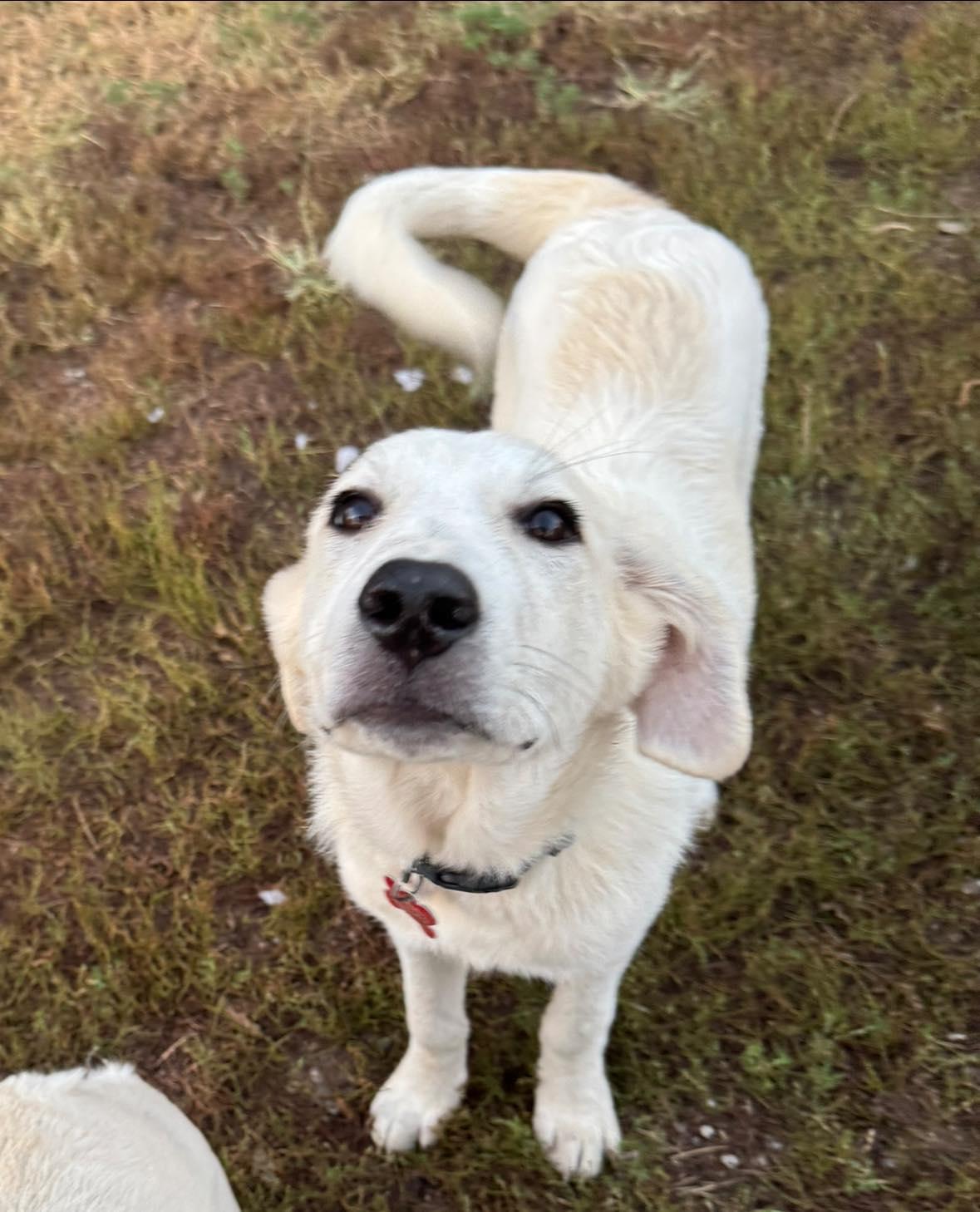 Hurricane, a Adoptable mixed breed in Kiowa, OK image 5/6