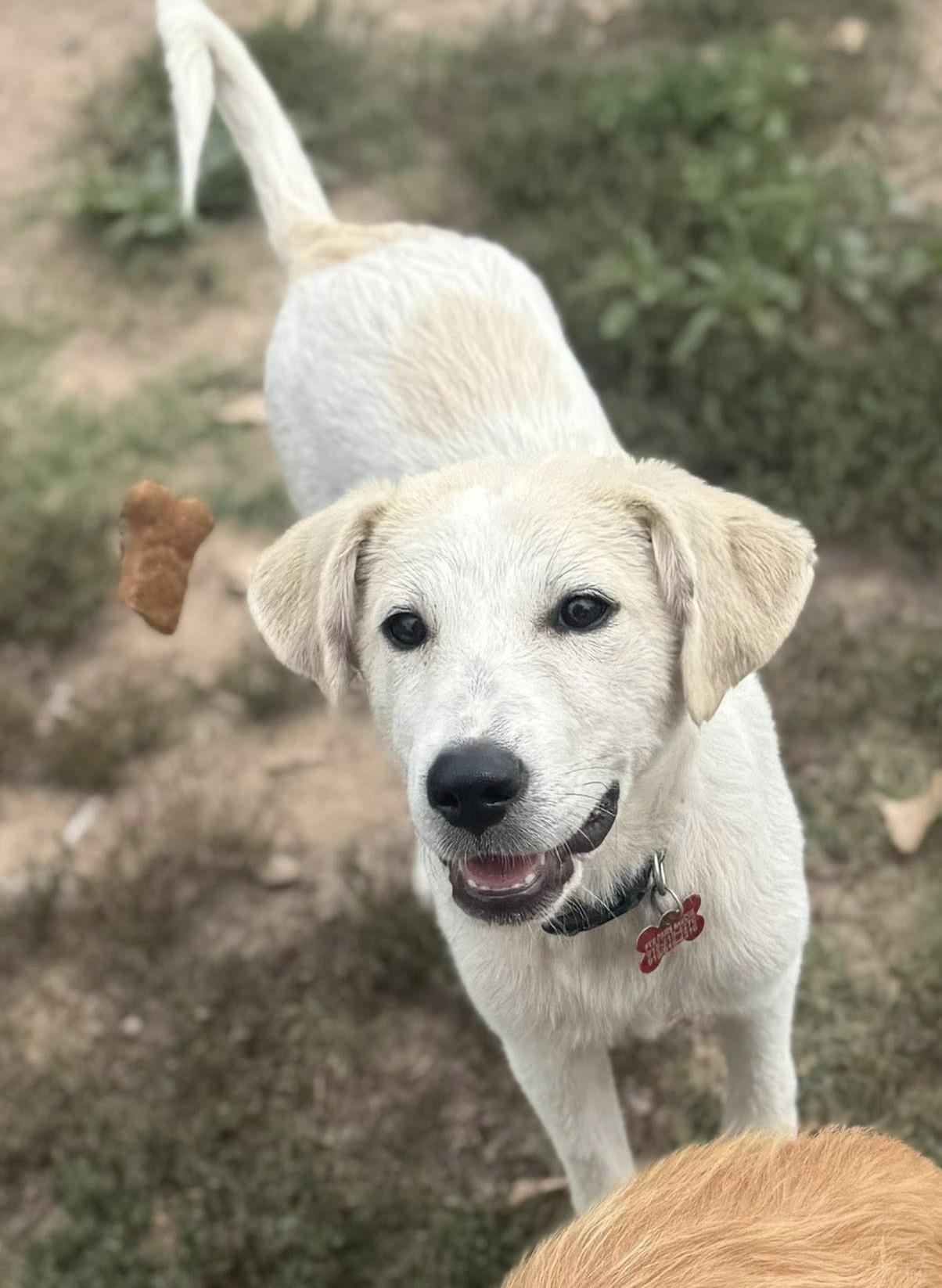 Hurricane, a Adoptable mixed breed in Kiowa, OK image 6/6