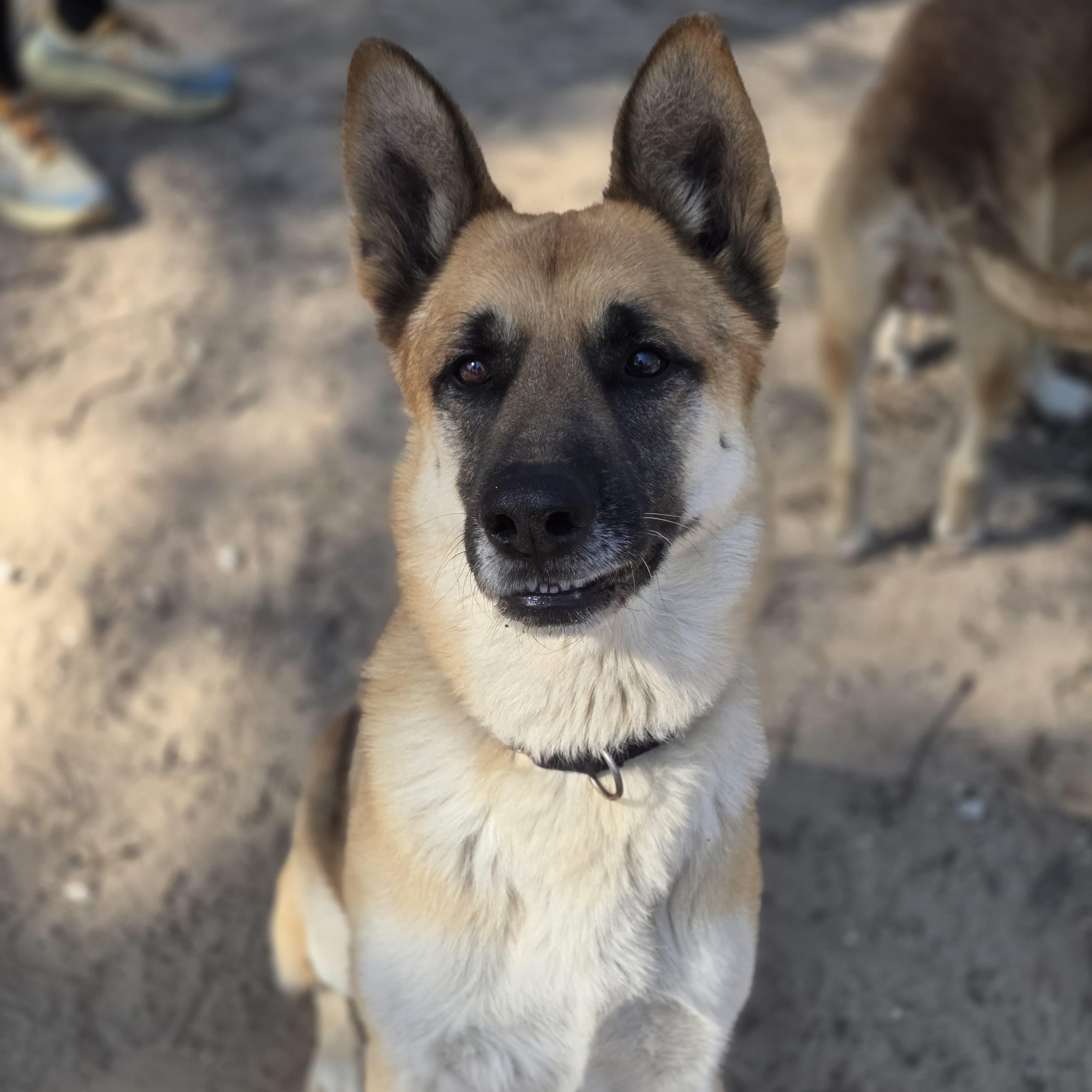 Ash, a ADOPTABLE German Shepherd Dog in Houston, TX image 2/3